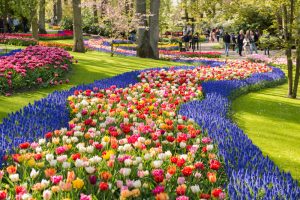 Keukenhof 1