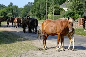 New Forest Ponies standing in the highway